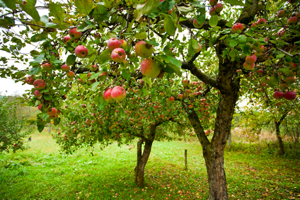 Плодовые деревья яблони