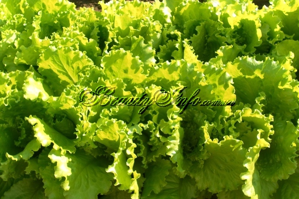Салат латук, или листовой салат