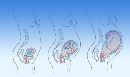 Этапы (триместры) беременности