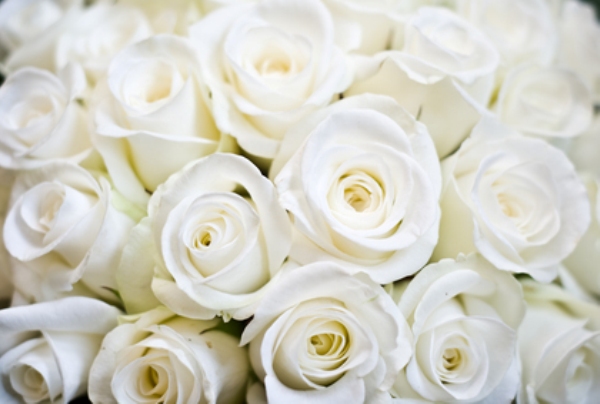 Духи с ароматом розы. Фото - белые розы