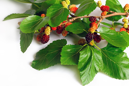 Шелковица: плоды и листья