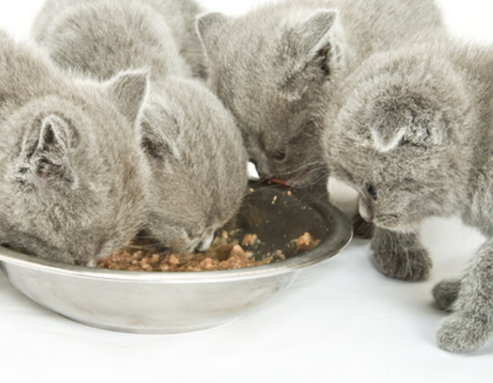 Котята едят из миски